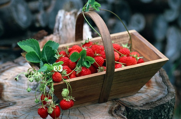 Земляника полезные свойства красной ягоды